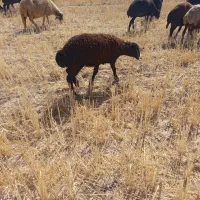 بره|حیوانات مزرعه|کوهدشت, |دیوار