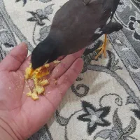 مرغ مینا