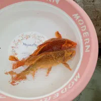 کپور و آمور|ماهی|اهر, |دیوار