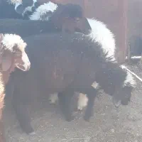 ۱۱ راس بره عربی ۵ نر و۷ ماده چاق در سربندر