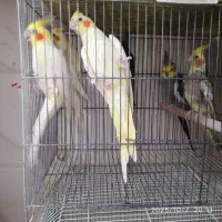 طوطی عروس نرمخوروعروس بالغ وجفت|پرنده|بهبهان, |دیوار
