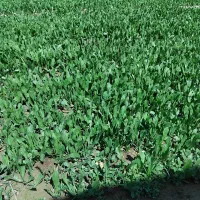 کاسنی تازه برای عرق گیری