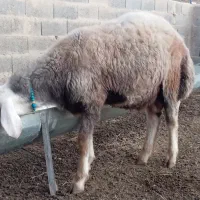 بره قوچی|حیوانات مزرعه|انبارآلوم, |دیوار