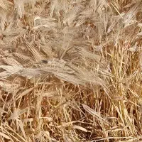 جو اصلاح شده رقم مهتاب