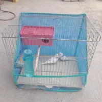 یک جفت مرغ عشق تمیز با قفس