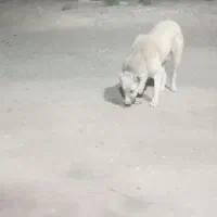 سگ گله