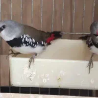 فنچ گلدین الماسی جغدی کرواتی