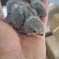 جوجه سرلاکی طوطی برزیلی یا کوتوله مرودشت|پرنده|مرودشت, ژیان|دیوار