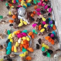 همستر|موش و خرگوش|بهبهان, |دیوار