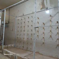 راهنمایی برای خرید گندم و ارزن