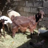 گوسفند|حیوانات مزرعه|بم, |دیوار