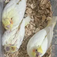عروس هلندی نرمه خوروسرلاکی|پرنده|شیراز, شهرک رضوان|دیوار