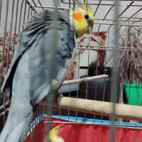 طوطی عروس نر و ماده با قفش|پرنده|رشت, کوی عرفان|دیوار