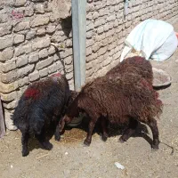 3راس بره قزل افشار