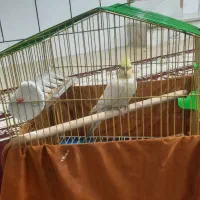 عروس هلندی|پرنده|فولادشهر, B7|دیوار