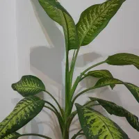 دیفن باخیاچی