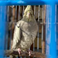 عروس هلندی آماده نصب کشی|پرنده|نهاوند, |دیوار