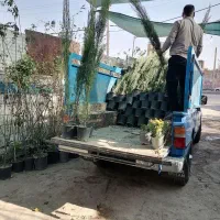 موسسه تولید به مصرف(گل)|خدمات باغبانی و درختکاری|رفسنجان, |دیوار