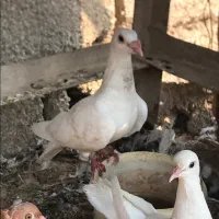 کبوتر هومر  دورگ سفید معاوضه با ماده سینه ایی|پرنده|اهواز, کیانشهر|دیوار