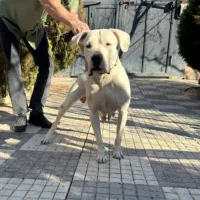 سگ داگو ماده