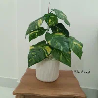 گل مصنوعی|گل مصنوعی|مشهد, رستگار|دیوار