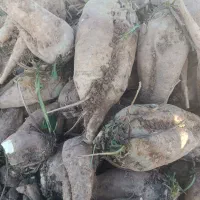 جغندر قند|خوردنی و آشامیدنی|بشاریات, |دیوار