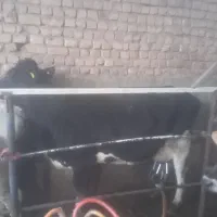 تعدادی گاو شیری جوان|حیوانات مزرعه|قم, قلعه صدری|دیوار