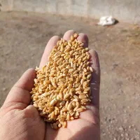 جو و گندم، برای کشاورزان و دامداران عزیز|لوازم جانبی حیوانات|قزوین, |دیوار