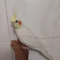یک عدد عروس هلندی ماده