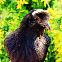 مرغ و خروس ایام سمانی