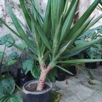 یوکا و بابا آدم قلبی