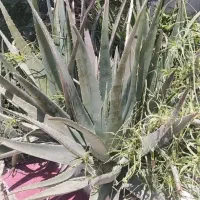 آلوورا|گل و گیاه طبیعی|گنبد کاووس, |دیوار