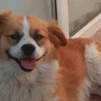 سگ پامر اشپیتز