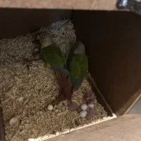 دوجفت گرینچیک با جوجه|پرنده|مشهد, دانشجو|دیوار