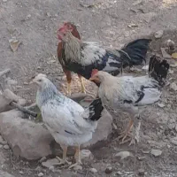 خروس محلی و اردک