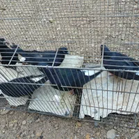 جفت کفتر|پرنده|زرند, |دیوار