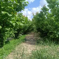 باغچه-600-متری-چهاردیواری-سنددار-فوری