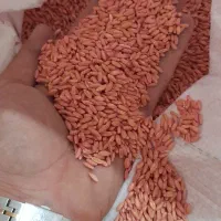 فروش ۲۳۰ کیلو گندم بوجاری شده صدرا