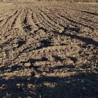 3تا5هکتارزمین-جهت-اجاره-کشت-لوبیا