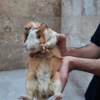 فروش خوکچه هندی|موش و خرگوش|شیراز, آزادگان|دیوار