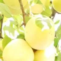 فروش سیب سمیرم