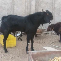 نر بز پاکستانی|حیوانات مزرعه|خاوران, |دیوار