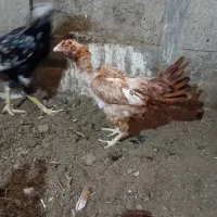 مرغ کرچ لاری