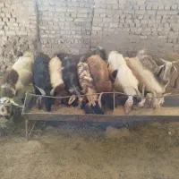 مایل به معاوضه نیستم|حیوانات مزرعه|رشتخوار, |دیوار