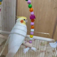 عروس هلندی نر|پرنده|قم, یزدان‌شهر|دیوار