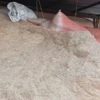 کاه گندم وجو