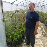 نهال انگور قرمزی کشمش سفید ومویز بیدانه ۱و۲ساله|خدمات باغبانی و درختکاری|نوشین شهر, |دیوار