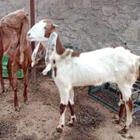 بز ماده 2 راس
