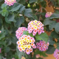 راهنمایی