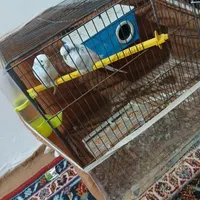 سلام گمشده